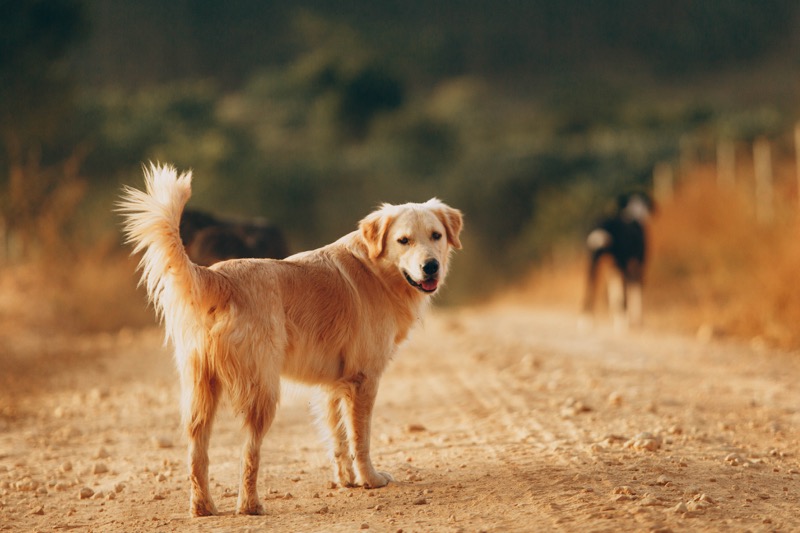Best Leashes for Golden Retrievers from • by